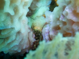 Brittle Sea Stars in Azure Vase Sponge IMG 5674